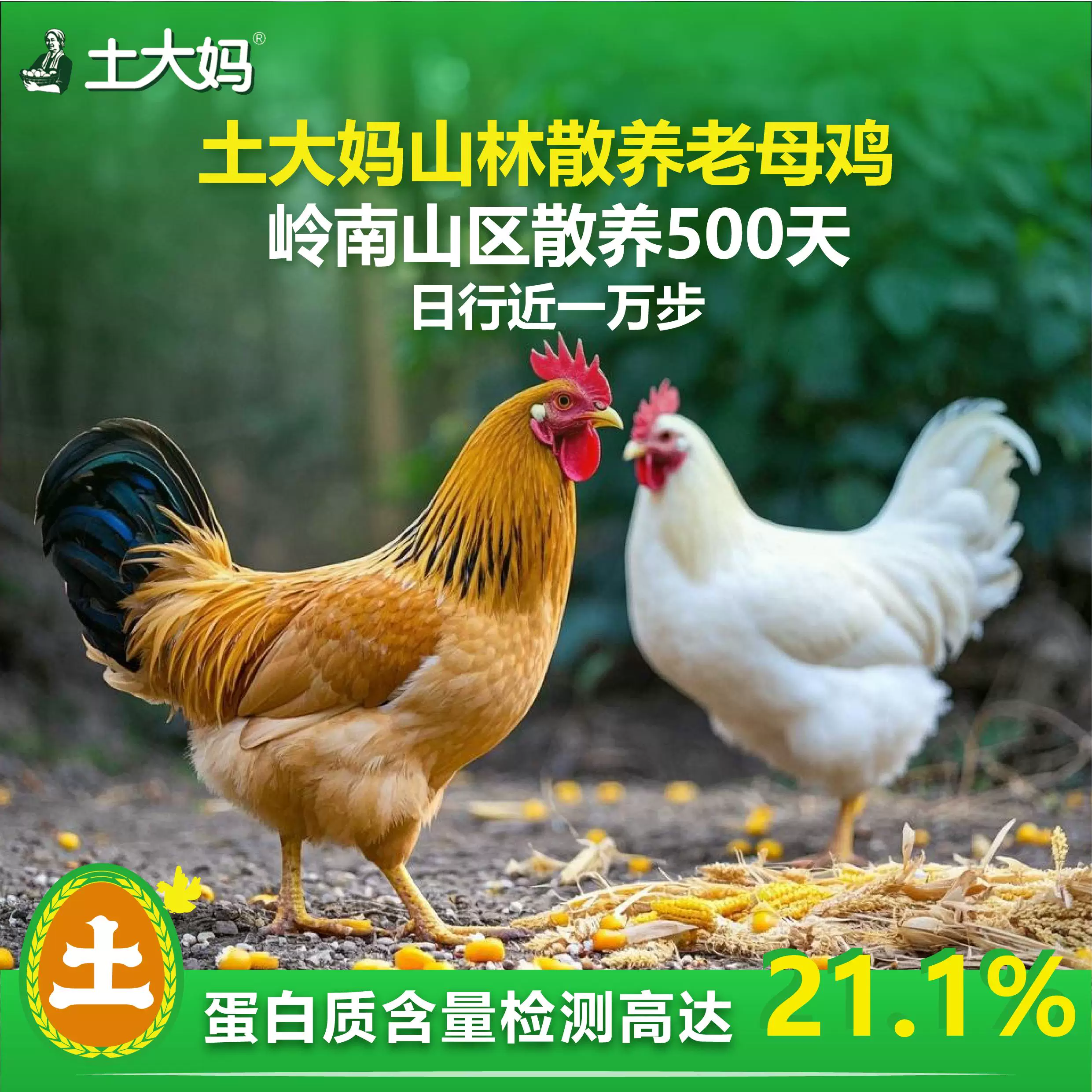 土大妈山林散养老母鸡500天日行1万步土鸡正宗走地鸡新鲜现杀整鸡